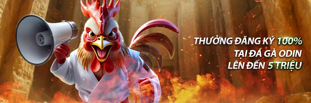 Hai chú gà đá cựa sắt đang giao chiến trong một trận đấu tại Thomo.